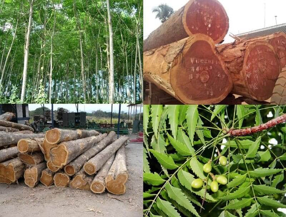 Phân biệt gỗ tự nhiên và gỗ công nghiệp